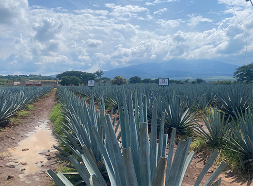 Agave